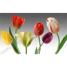 Натюрморт: красочные тюльпаны, выполненный маслом на холсте